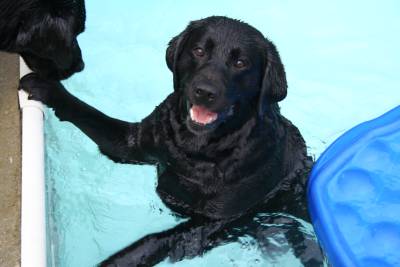 Bully chilling in the pool 2011